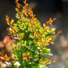 Berberis thunbergii Erecta - Oszlopos japán borbolya