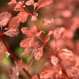 Berberis thunbergii Rose Glow K4 - Borbolya