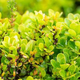 Berberis thunbergii Kobold - Törpe zöld levelű borbolya