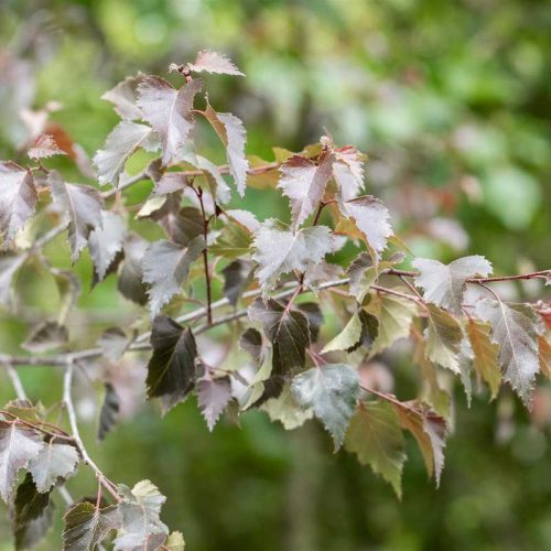 Betula pendula purpurea 125-150 c4 - Bordó levelű nyír