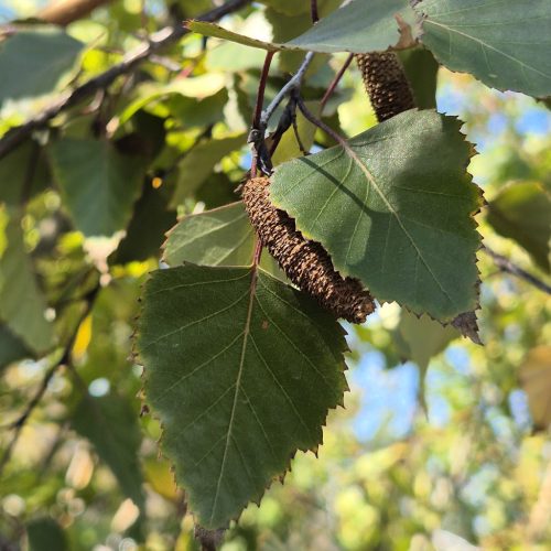 Betula pendula purpurea 125-150 c4 - Bordó levelű nyír
