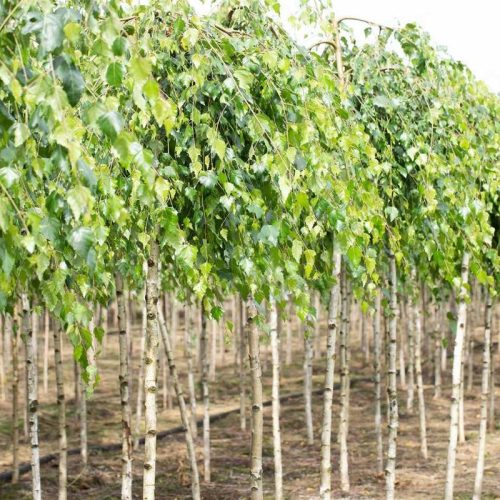 Betula utilis 'Long Trunk' (Csüngő himalájai nyír)