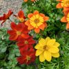 Bidens - Balkon aranya