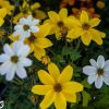 Bidens - Balkon aranya