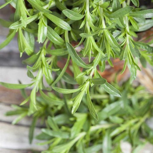 Satureja hortensis 14 cm - Borsikafű