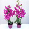 Bougainvillea 12 cm