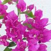 Bougainvillea 12 cm