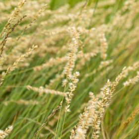 Bouteloua gracilis 14cm (Alacsony moszkítófű)