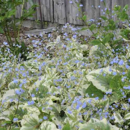 Brunnera macrophyla 'Variegata' 15 cm /Tarka levelű kaukázusi nefelejcs