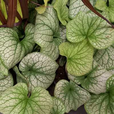 Brunnera macrophyla 11x11 Kaukázusi nefelejcs tarka levélszéllel