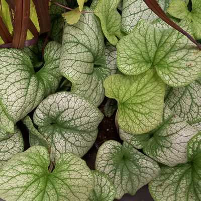 Brunnera macrophylla 14cm (Kaukázusi nefelejcs - tarka levélszél)