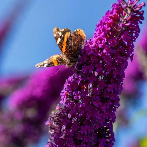 Buddleia davidii 'Royal Red'/ Nyáriorgona , bíborpiros