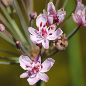 Butomus umbellatus 11x11 - Virágkáka