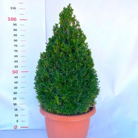 Buxus - kúp 80/100