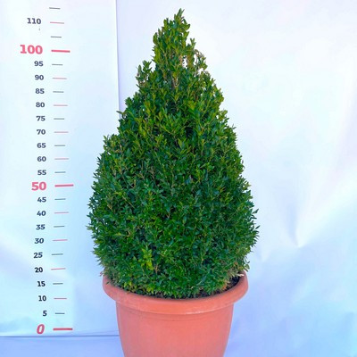 Buxus - kúp 80/100