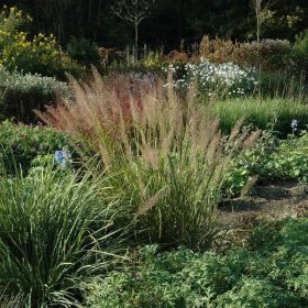 Calamagrostis brachytricha - Korei nádtippan 15cm