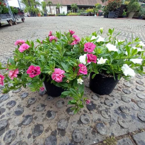Calibrachoa parviflora - TELT, kisvirágú Petúnia 12 cm