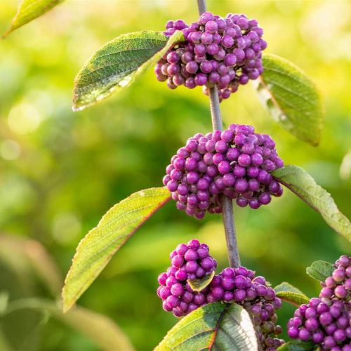 Callicarpa bodinieri 'Profusion' (Kínai lilabogyó)