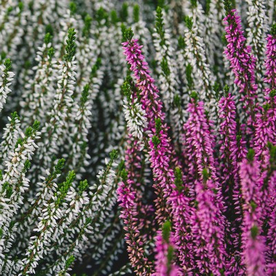 Calluna midi 9cs/10,5cs