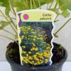 Caltha Palustris 15 cm - Mocsári gólyahír
