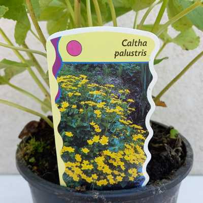 Caltha Palustris 15 cm - Mocsári gólyahír