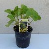 Caltha Palustris 15 cm - Mocsári gólyahír