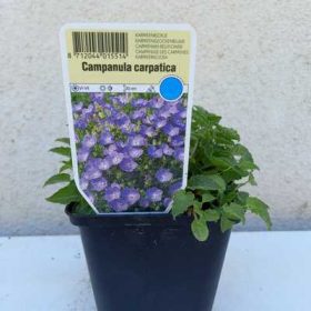   Campanula carpatica 'Karl Foerster' 11*11 /Évelő kárpáti harangvirág, ibolyakék