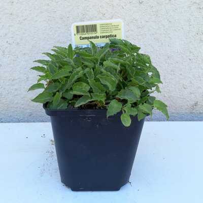 Campanula carpatica 'Karl Foerster' 11*11 /Évelő kárpáti harangvirág, ibolyakék