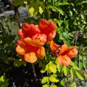 Campsis oltványok K3 - Trombita folyondár