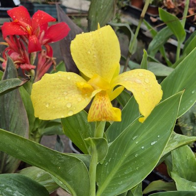 Canna -Kanna virág mix