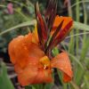 Canna -Kanna virág mix
