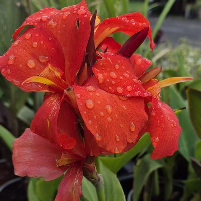 Canna -Kanna virág mix