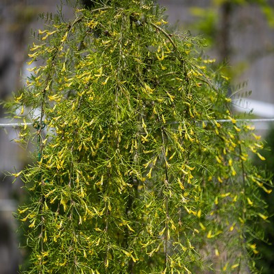 Caragana arborescens 'Walker' Keskenylevelű csüngő borsófa