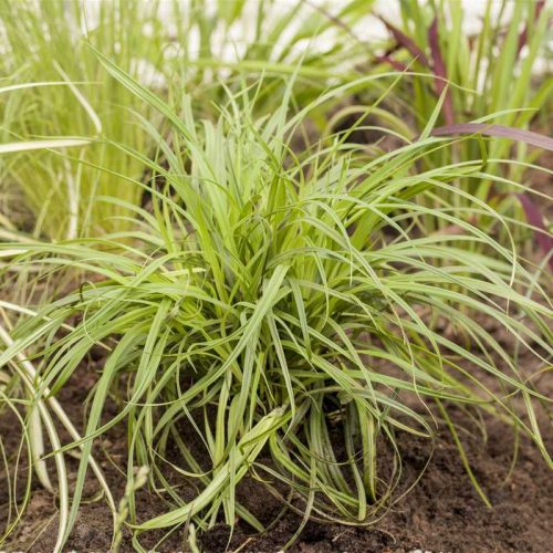 Carex caryophyella 'The Beatles' 14 cm /Világoszöld lombú sás