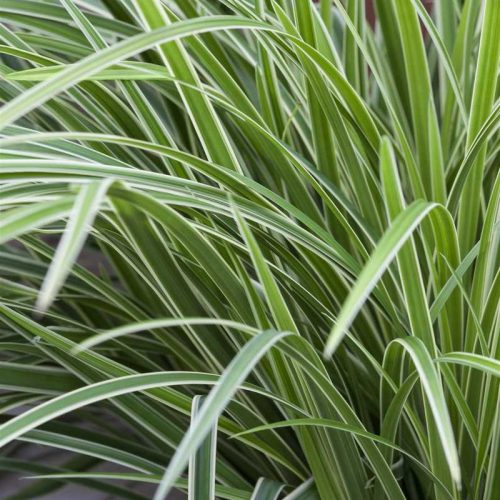 Carex morrowii ssp. f. 'Ice dance'-Japán sás 15cm