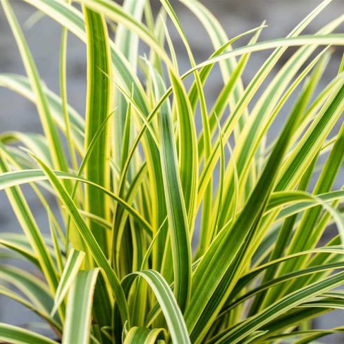 Carex morrowii ssp.f. 'Vanilla Ice' 14 cm - Japán sás