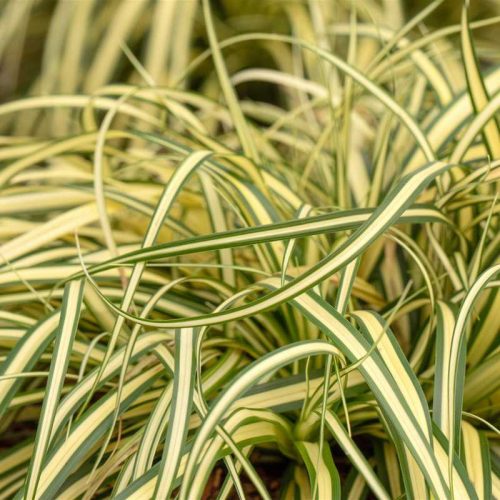Carex oshimensis Evergold 14 cm - Tarka madárlábú sás