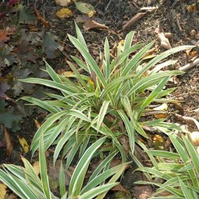   Carex siderosticha 'Variegata' 15 cm - Ezüstös szélű sás