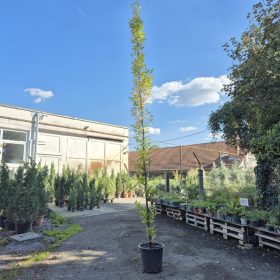 Carpinus betulus 'Fastigiata' - Oszlopos gyertyán