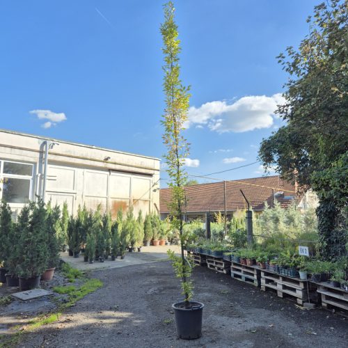 Carpinus betulus 'Fastigiata' - Oszlopos gyertyán