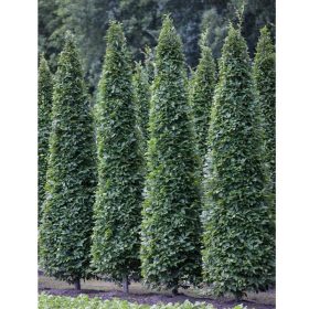   Carpinus betulus 'Fastigiata' DL 400/450 PF 3x iskolázott