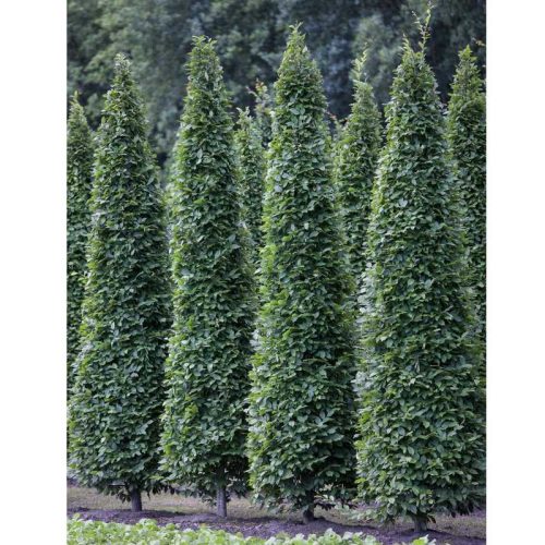Carpinus betulus 'Fastigiata' DL 400/450 PF 3x iskolázott