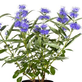 Caryopteris - Kékszakáll cserje