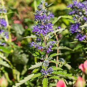   Caryopteris clandonensis Heavenly Blue - Keskenylevelű angol kékszakáll