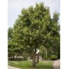 Castanea sativa x mollissima Bouche de Betizac - Ehető gesztenye