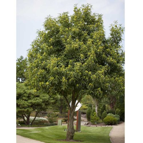 Castanea sativa x mollissima Bouche de Betizac K7.5 - Ehető gesztenye, Szelíd gesztenye