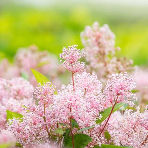 Ceanothus pallidus 'Marie Simon' /Táskavirág