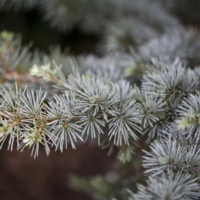   Cedrus atlantica 'Glauca' K6 80/+ - Kék atlasz cédrus