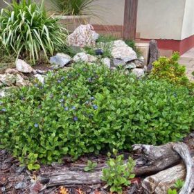 Ceratostigma plumbaginoides 9x9 - Tarackoló kékgyökér