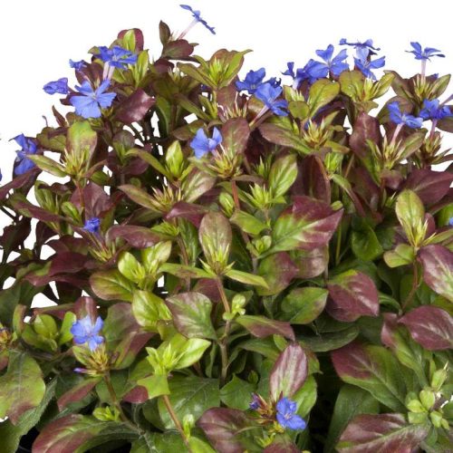Ceratostigma plumbaginoides 9x9 Tarackoló kékgyökér